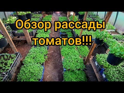 Способы выращивания рассады томатов в больших объемах на продажу!!!