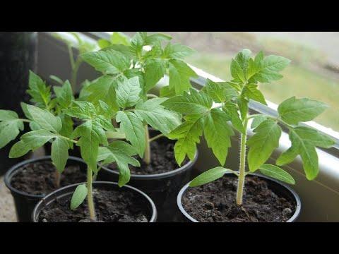 28. Проверенный временем способ выращивания рассады помидор и перца.