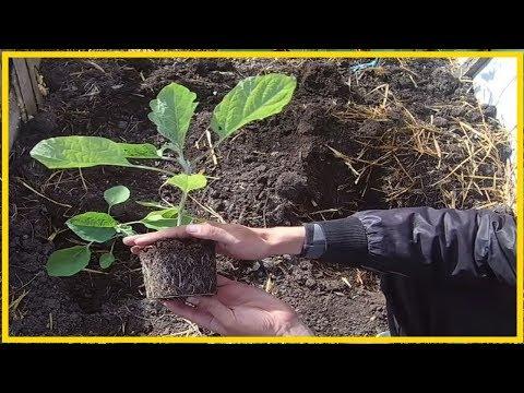 Как вырастить крепкую рассаду баклажан / Тонкости выращивания рассады баклажан